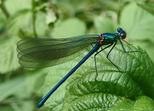 Calopteryx xanthostoma
